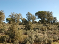 The battlefields near Madrid